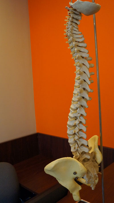 spinal skeleton